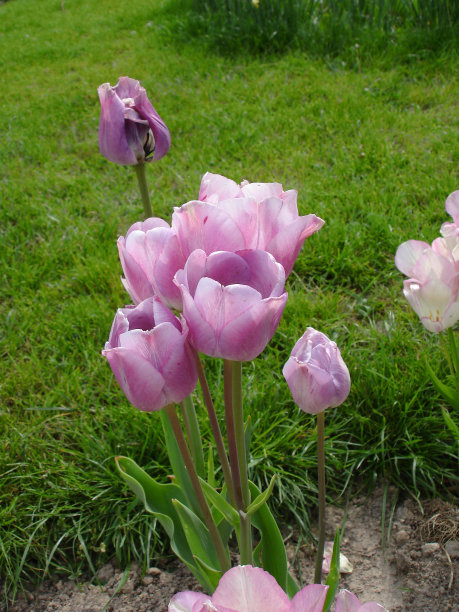 郁金香花图片下载