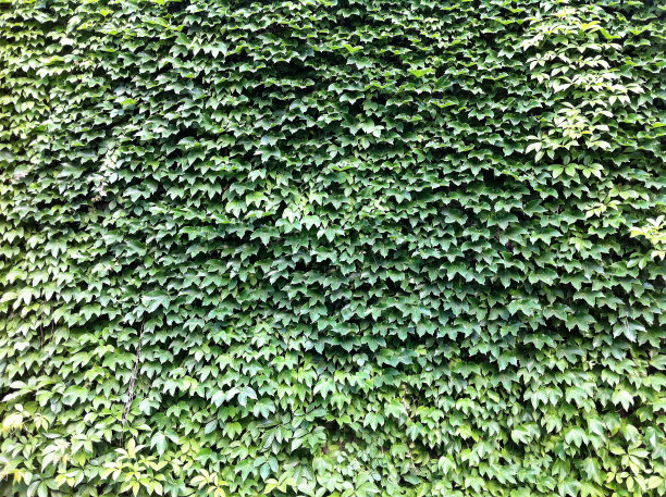 常春藤覆盖的墙图片下载