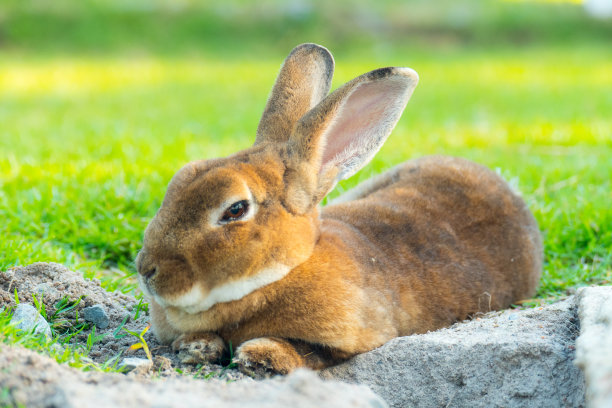 可爱的兔子图片素材ID：131867770