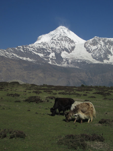 亚克斯和达乌拉吉里图片下载