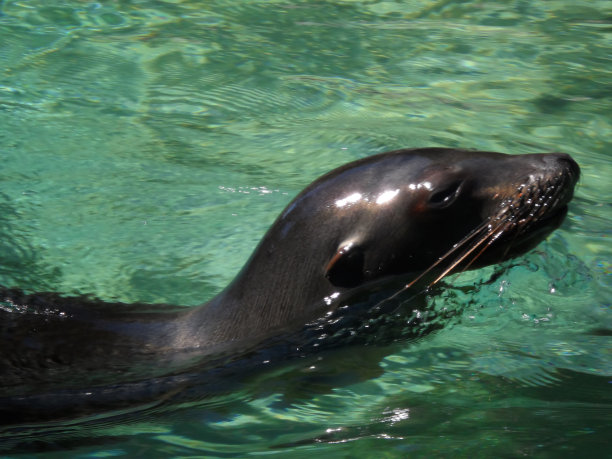 明尼苏达州科莫动物园快速游泳的海豹图片下载