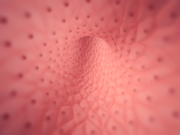 人体血管内部图片下载