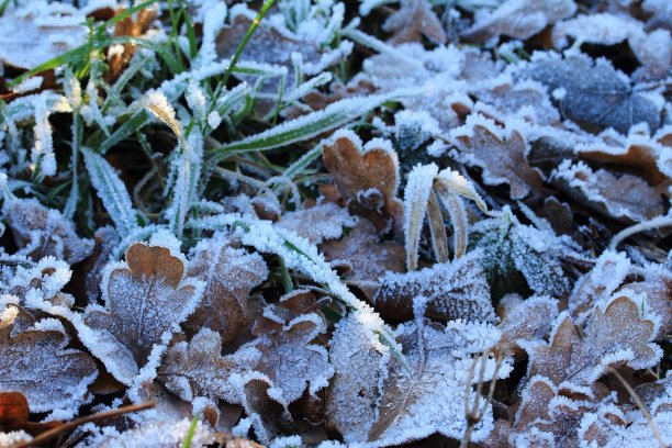 抓伤科尔特图片下载