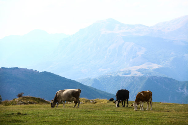田野里的奶牛图片下载