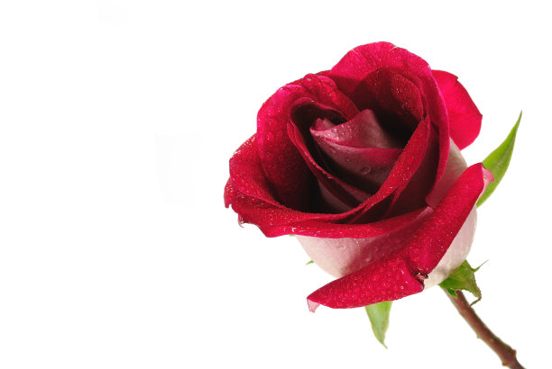 美丽的红玫瑰图片下载