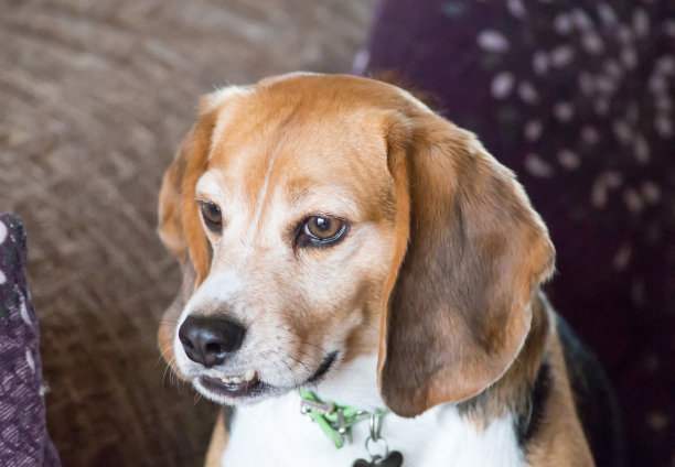 小猎犬号图片下载