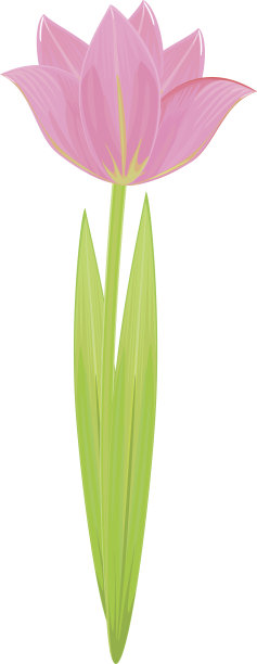 粉色郁金香图片下载