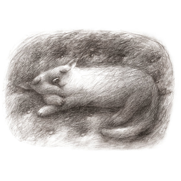 在沙发上睡觉的可爱的猫图片下载