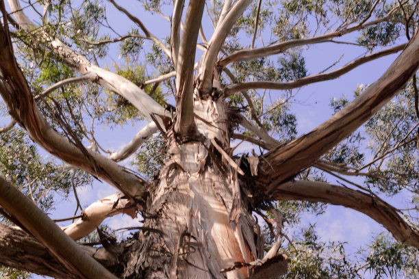 桉树，耶路撒冷守卫着笔直的树干森林图片下载