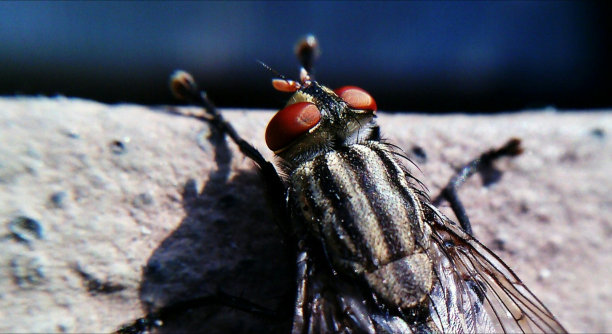 苍蝇的眼睛图片下载