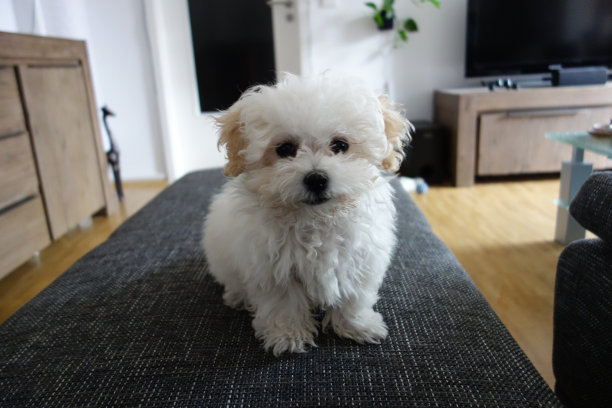 狗在客厅的沙发上等着图片下载