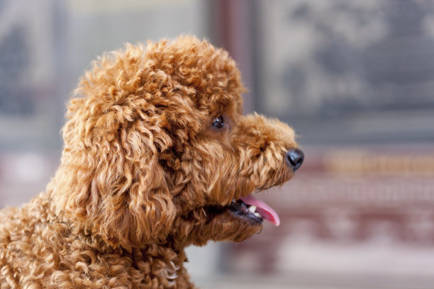 可爱的狗图片下载