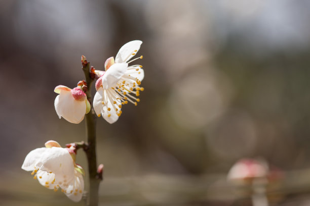 梅花素材图片