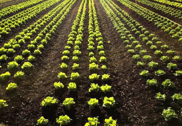 日光下美丽的花园。图片下载