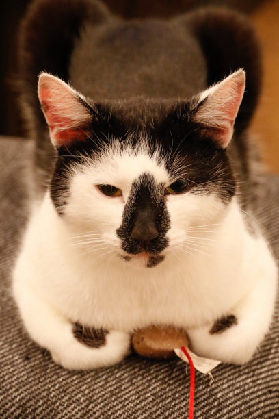 动物:猫坐在老鼠上图片下载