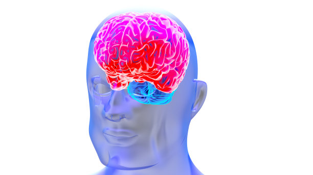 人脑3D渲染图片下载