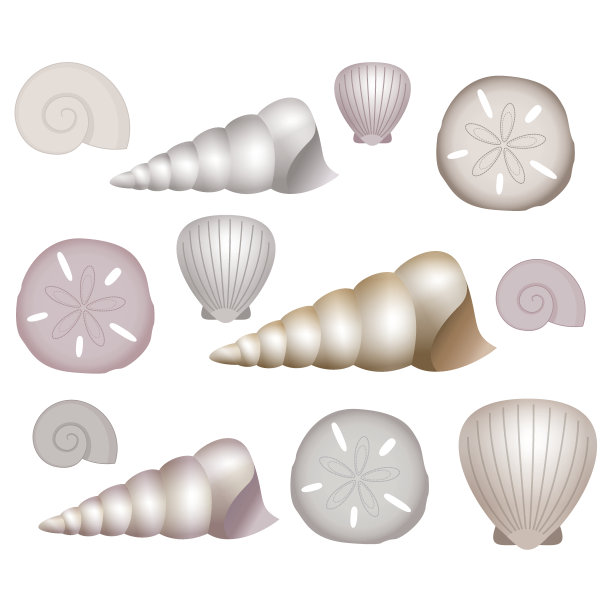 贝壳插图。图片下载