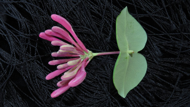 忍冬花图片下载