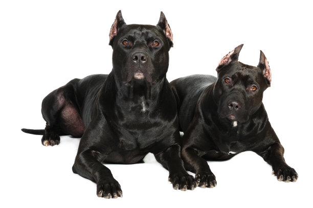 两个斗牛犬犬图片下载