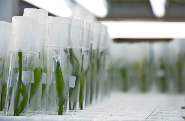 植物组织培养图片下载