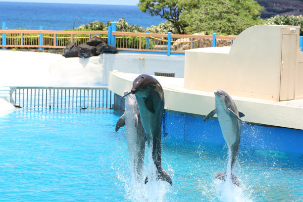 三个海豚图片下载