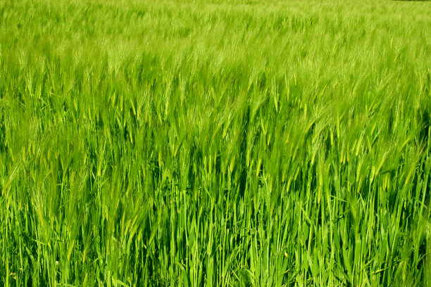 春天格林菲尔德图片下载