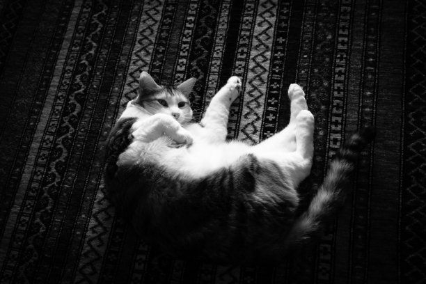 猫放下图片下载