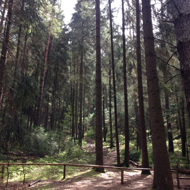 阳光明媚的森林图片下载