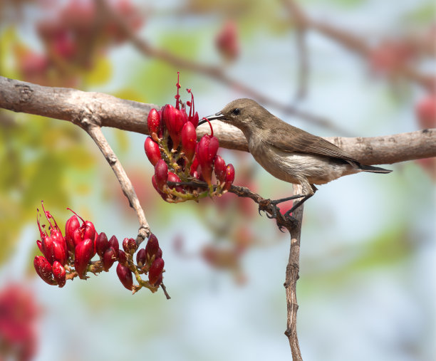 令人惊叹的太阳鸟图片图片下载