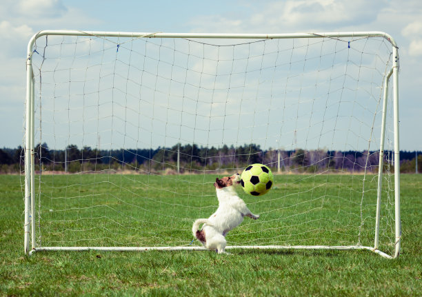 天气晴朗，有趣的足球运动员在草地上踢球图片下载