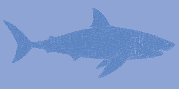 鲨鱼图片下载