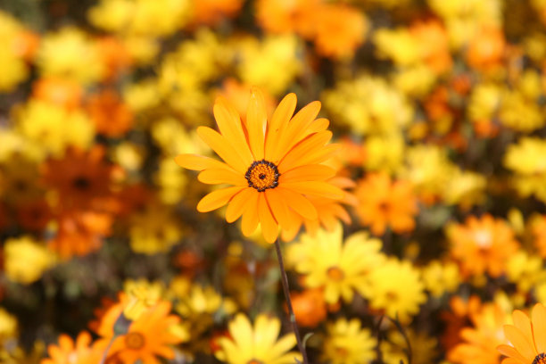 春天的雏菊图片下载