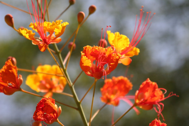 红天堂鸟图片下载