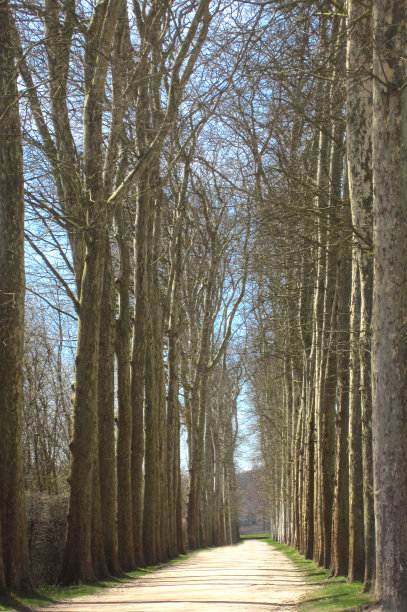小路两旁长着又大又薄的树木图片下载