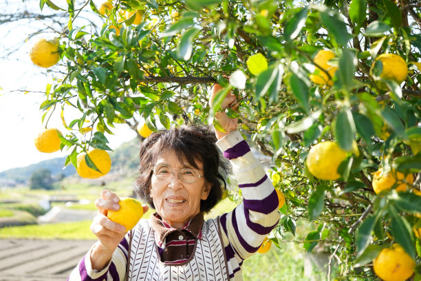 收割香橼的年长妇女图片下载