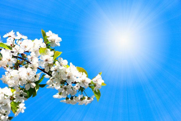 花是樱桃图片下载