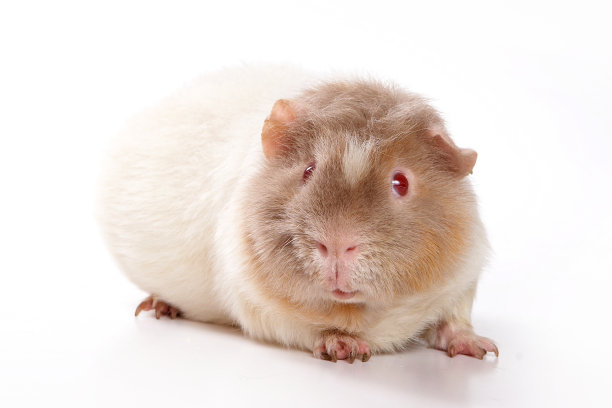 白豚鼠(在白色上分离)素材图片