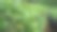 山有机绿茶园图片下载