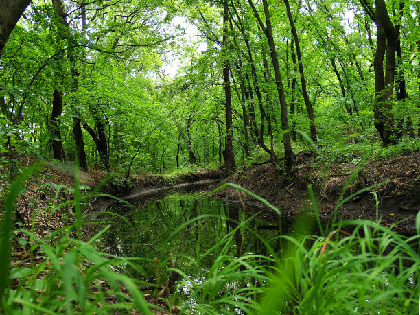 森林中的河流图片下载