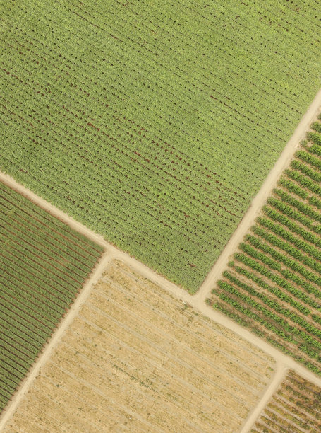 俯视图农田种植园图片下载