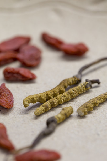 冬虫夏草图片下载