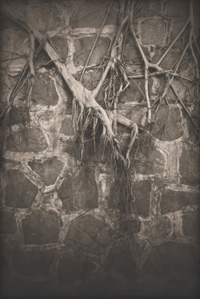 石头墙上的树根图片下载