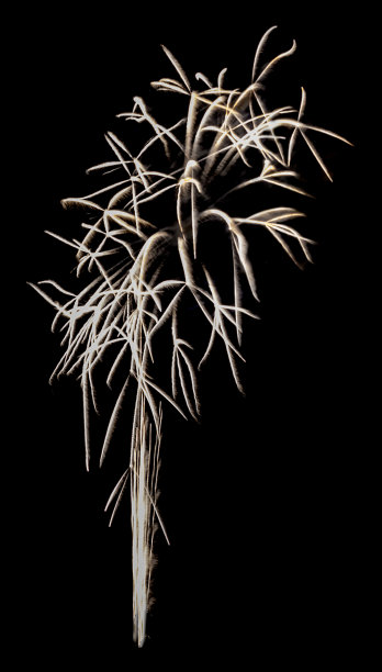 烟花孤立图片下载