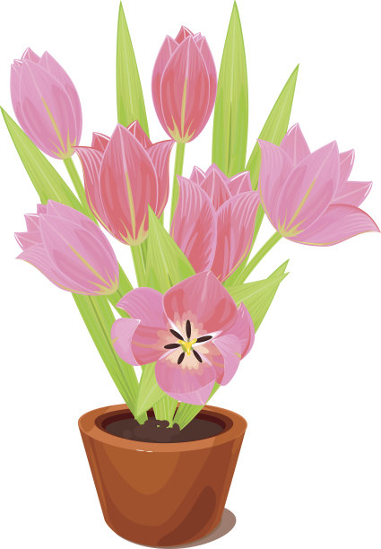 郁金香在锅图片下载