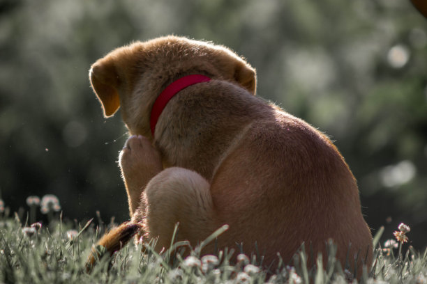 小狗在阳光下抓挠自己图片下载