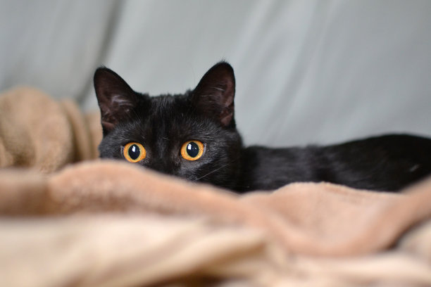 窥视的小猫图片下载