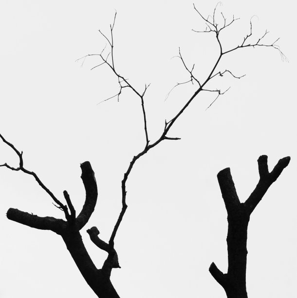 枯萎的树图片下载