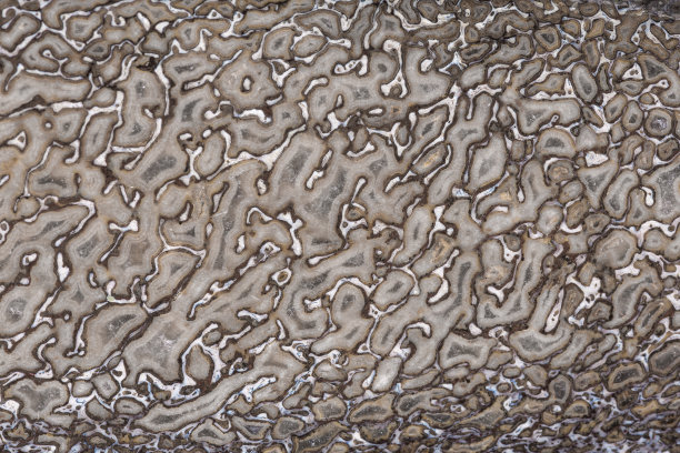 硬化恐龙骨切片的纹理图片下载