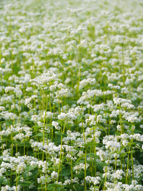 日本荞麦面之花，或荞麦面条图片下载