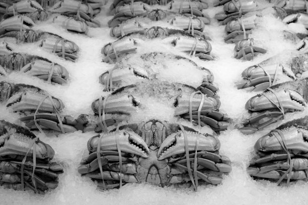 冰上邓杰尼斯螃蟹，派克市场图片下载